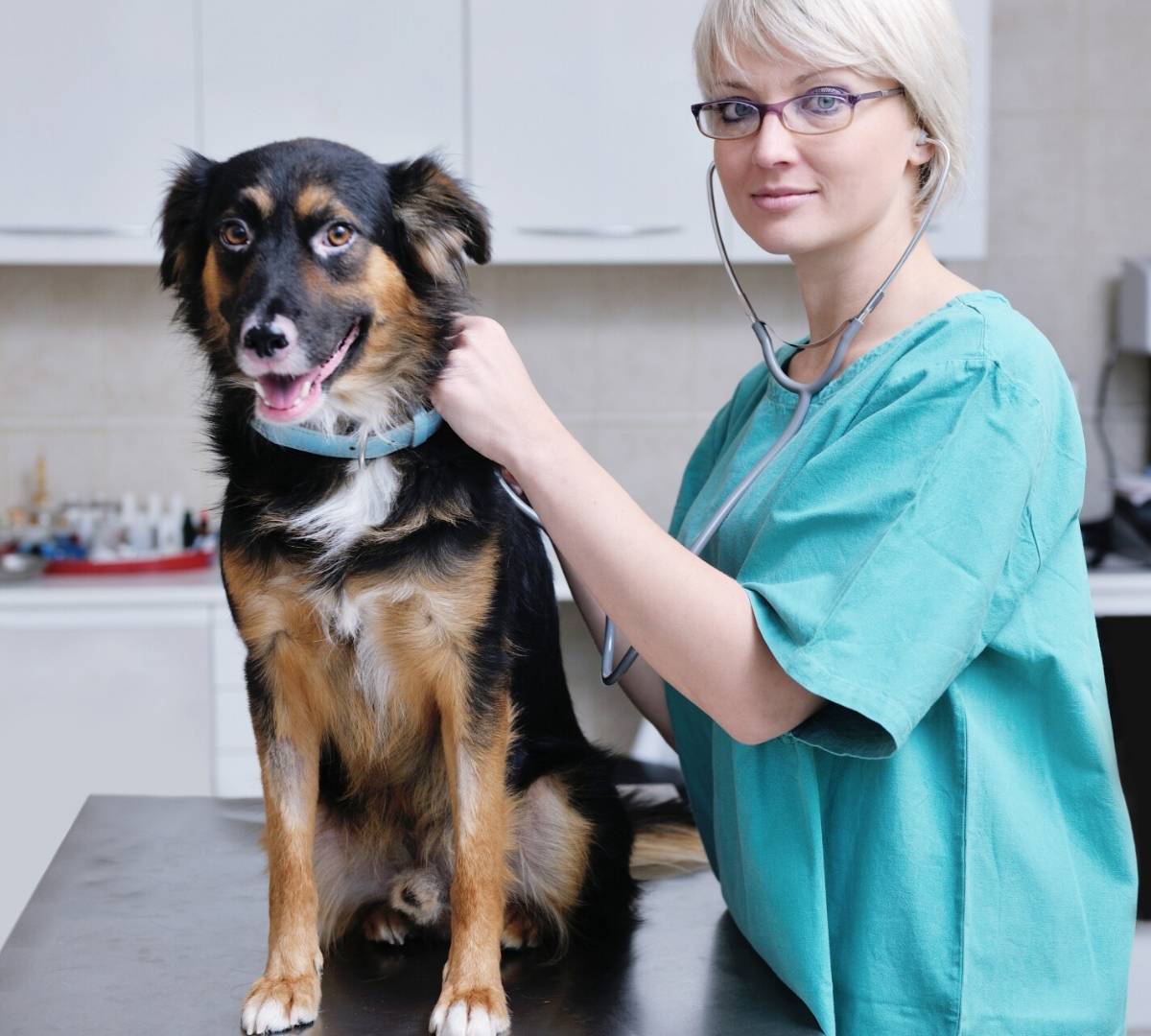 photo of veterinarian and dog